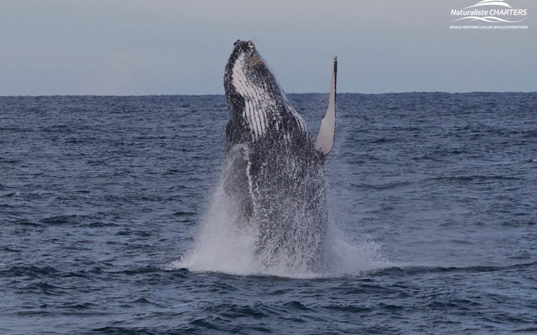 An Exciting Show of Marine Life: 27.06.24 Morning Tour